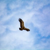 Орел царь горных вершин :: Юсиф Саркаров