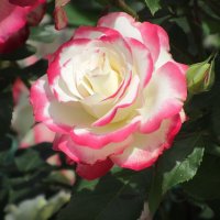 Розы... розы... :: viach Розы... розы... :: viach