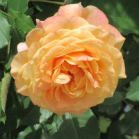 Розы... розы... :: viach 