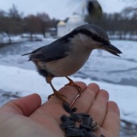 Поползень :: Сапсан 