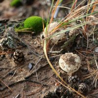 И в ноябре растут грибы :: Наталья Герасимова