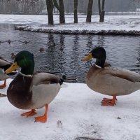 Утки :: Сапсан 