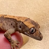 Моя Тигруля :: Ален Янн