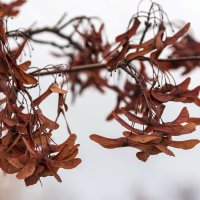 ,,, :: Светлана Ищенко