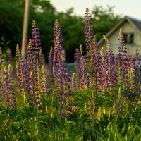 Люпиновый лес :: Galina Iskandarova
