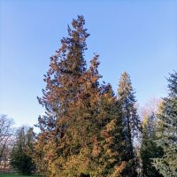 Туи в парке Кадриорг :: Veera V Туи в парке Кадриорг :: Veera V