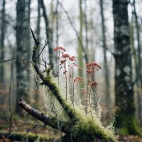 Природное разнообразие ноября 5 :: дмитрий мякин