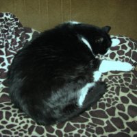 Нагулялся и уснул :: Людмила Смородинская Нагулялся и уснул :: Людмила Смородинская