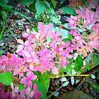 Цветы :: Владимир Драгунский