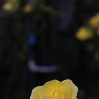 Розы шотландских парков :: Ольга 