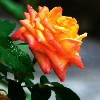 Оранжевая  Флорибунда :: Валентин Семчишин