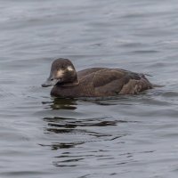 турпан. :: юрий макаров