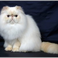 Пушистик :: Владимир Попов