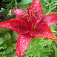 Ли..летом в капельках дождя :: Елена Семигина