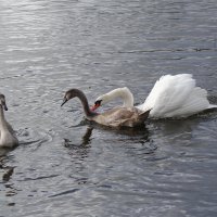 Лебеди в городском парке :: Рита Симонова