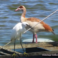 Нильский гусь и малая белая цапля. :: Николай Волков