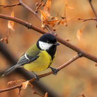 Большая синица :: Наталья Димова