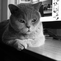 Кот Масик :: Лютый Дровосек