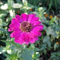 Цветок осени :: ivolga 