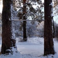 Сосны :: Радмир Арсеньев