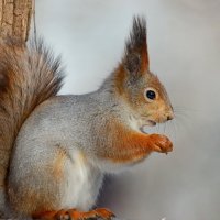 грызунья.... :: Andrey Bragin 