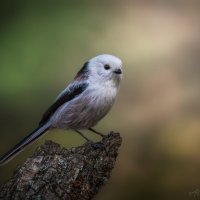 Белоснежка :: Александр К.