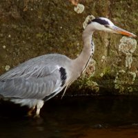 Притаилась :: Юрий. Шмаков