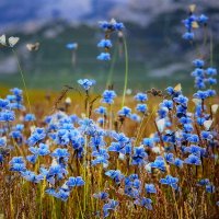 Голубая мечта. :: Люба 