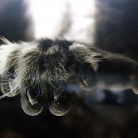 Мигрант сквозь время. :: Люба Мигрант сквозь время. :: Люба