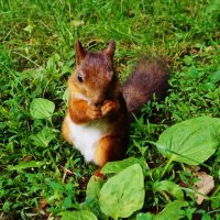 Белочка :: Nataly St. 