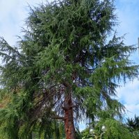 Адлер. Пансионат "Орбита" :: Нина Бутко Адлер. Пансионат "Орбита" :: Нина Бутко