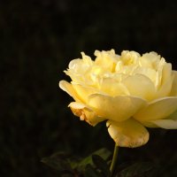 Белая роза. :: Юрий Полторыхин. Белая роза. :: Юрий Полторыхин.