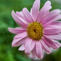 маргаритка розовая :: Александр Леонов маргаритка розовая :: Александр Леонов