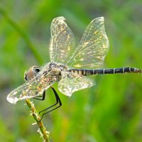 Отблески уходящего дня... :: Константин Штарк