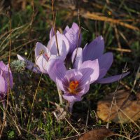 цветы запоздалые... :: Всеволод 