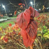 Осень :: Сапсан 