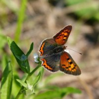 опять про бабочек...83 :: Александр Прокудин опять про бабочек...83 :: Александр Прокудин