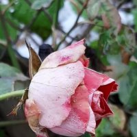 И у нас в ноябре цветут розы... :: Наталья Герасимова