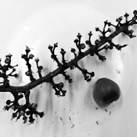 ... :: Станислав Мутовин