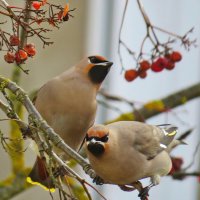 свиристели прилетели :: shasha1950 свиристели прилетели :: shasha1950