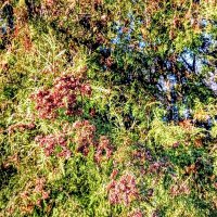 Туя в парке Кадриорг :: Veera V