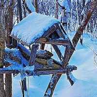 Декабрь..Заброшенная птичья кормушка! :: Владимир 