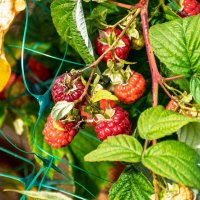 21 ноября 2025 Малина продолжает радовать :: Игорь Сикорский