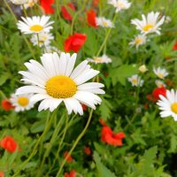 Вспоминая лето :: Любовь Сахарова