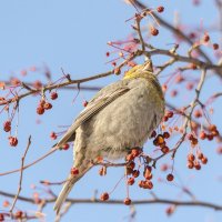 Щур :: Виктор Иванович Чернюк