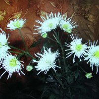 Комнатная хризантема :: Людмила Смородинская