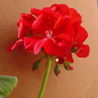 Соцветие герани. :: сергей ермошкин