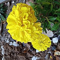 Цветы. :: Владимир Драгунский