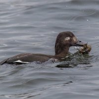 турпан. :: юрий макаров