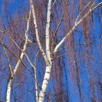 Не то косы,не то слезы :: Натали 